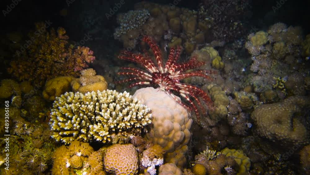 Underwater tropical life - sea lily crawling on the stone at night. Red Sea. Egypt. Underwater tropical life - sea lily crawling on the stone at night. Red Sea. Egypt.