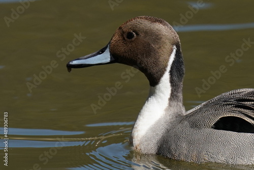 northern pintail in the pond