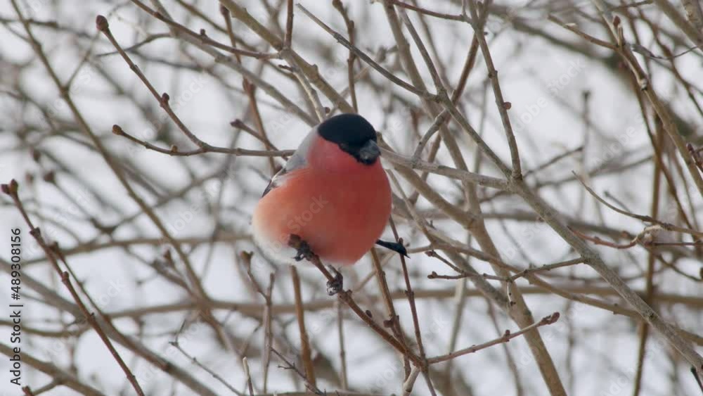 Eurasian bullfinch in winter near bird feeder eating sunflower seeds with other birds Eurasian bullfinch in winter near bird feeder eating sunflower seeds with other birds