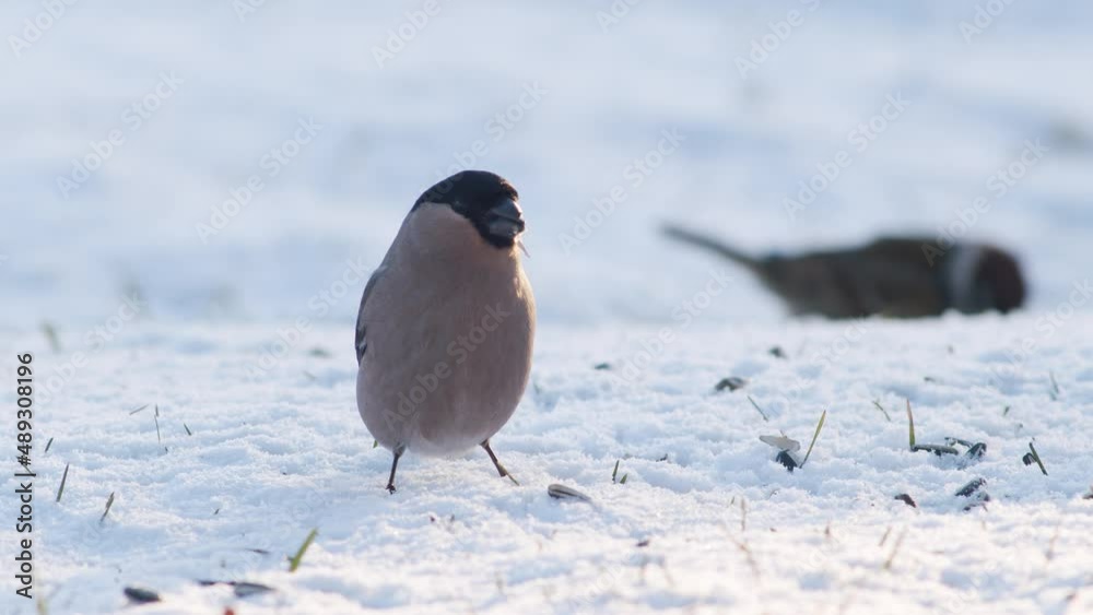 Eurasian bullfinch in winter near bird feeder eating sunflower seeds with other birds Eurasian bullfinch in winter near bird feeder eating sunflower seeds with other birds