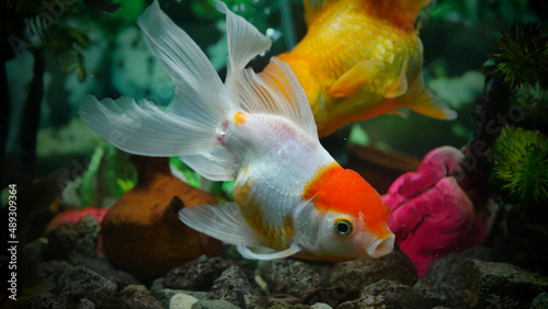 goldfish swimming in the aquarium with clear water  looks very beautiful 