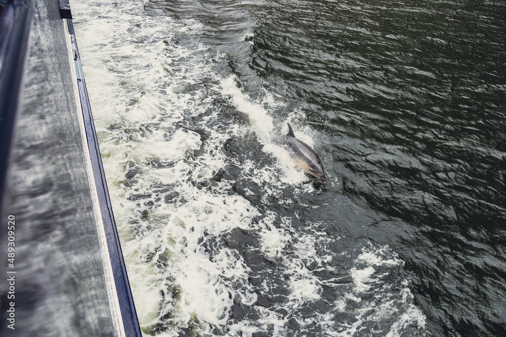 Obraz premium dolphin swimming next to boat in the ocean