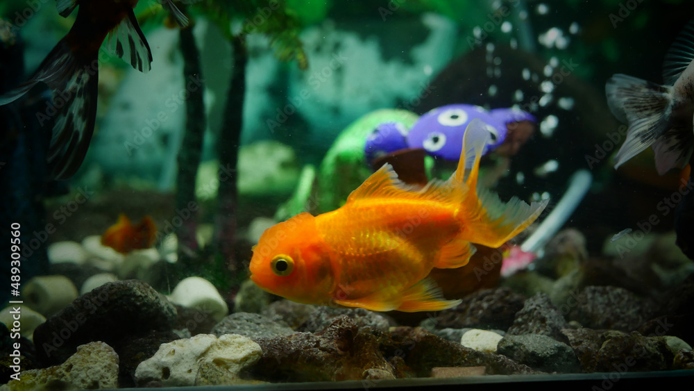 goldfish swimming in the aquarium with clear water, looks very beautiful
goldfish swimming in the aquarium with clear water, looks very beautiful