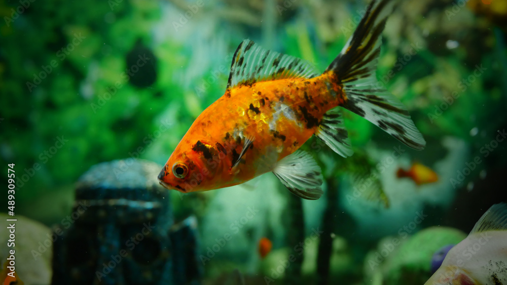goldfish swimming in the aquarium with clear water, looks very beautiful
goldfish swimming in the aquarium with clear water, looks very beautiful