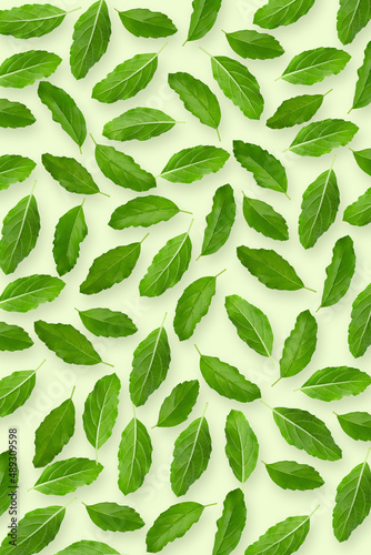 Asian Thai basil fragrant green herb isolated on green wallpaper background.