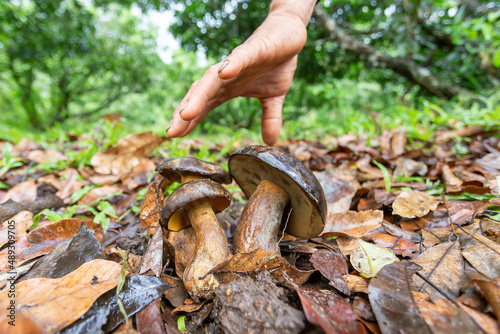 The dark brown mushroom grows in the longan garden. edible mushrooms are not poisonous Although the color of the mushroom is not appetizing. The name of the bolete mushroom