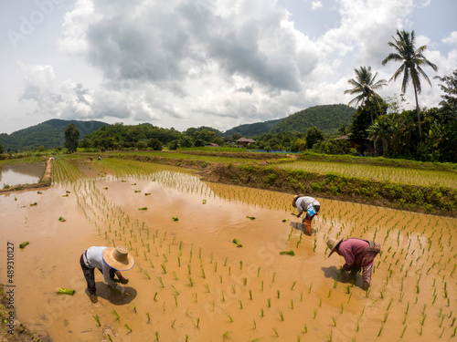 rice fields in Thailand villagers planting rice