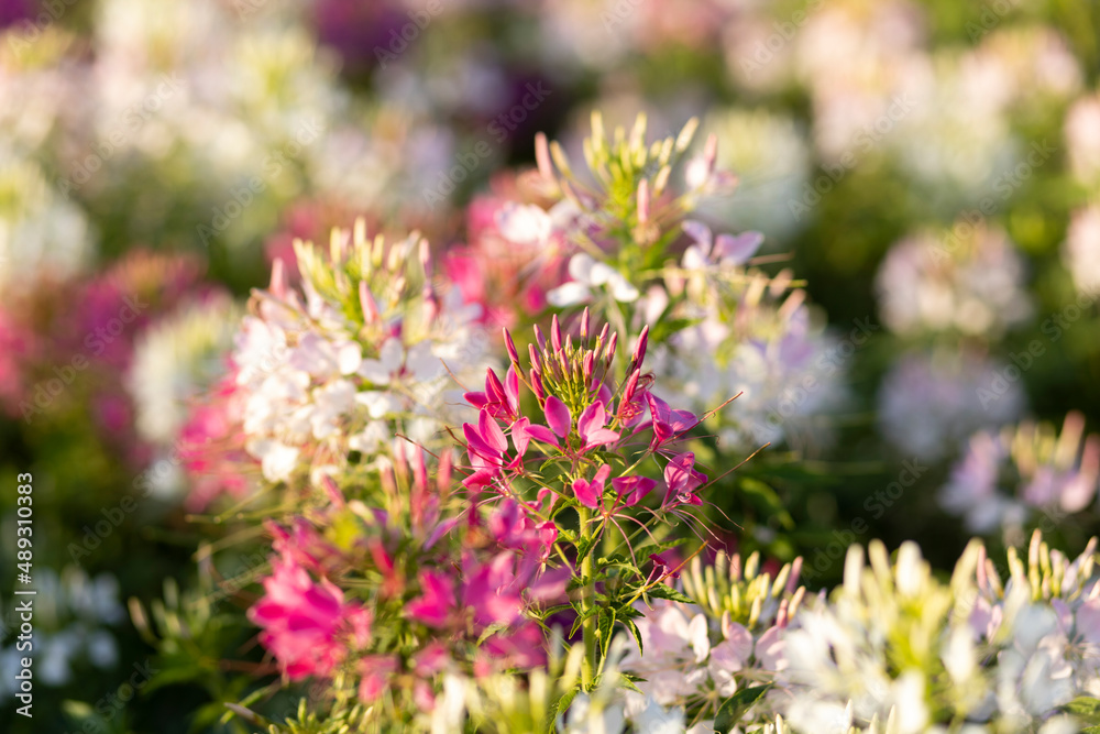 The flower is named cleome sparkler mix in the garden because of the experimental plot. in Thailand during the winter flowers are white pink and purple flowers are in full bloom The flower is named cleome sparkler mix in the garden because of the experimental plot. in Thailand during the winter flowers are white pink and purple flowers are in full bloom