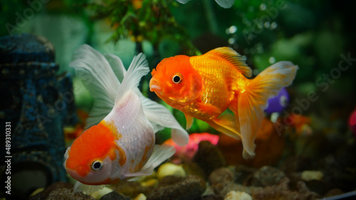 goldfish swimming in the aquarium with clear water, looks very beautiful  © Last 4ever