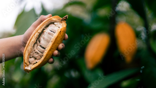 selective focus The white pulp of the bright yellow cocoa in the hands of a large cocoa farmer matures in a Thai farmer's plantation. fresh green leaf background There is space for text.