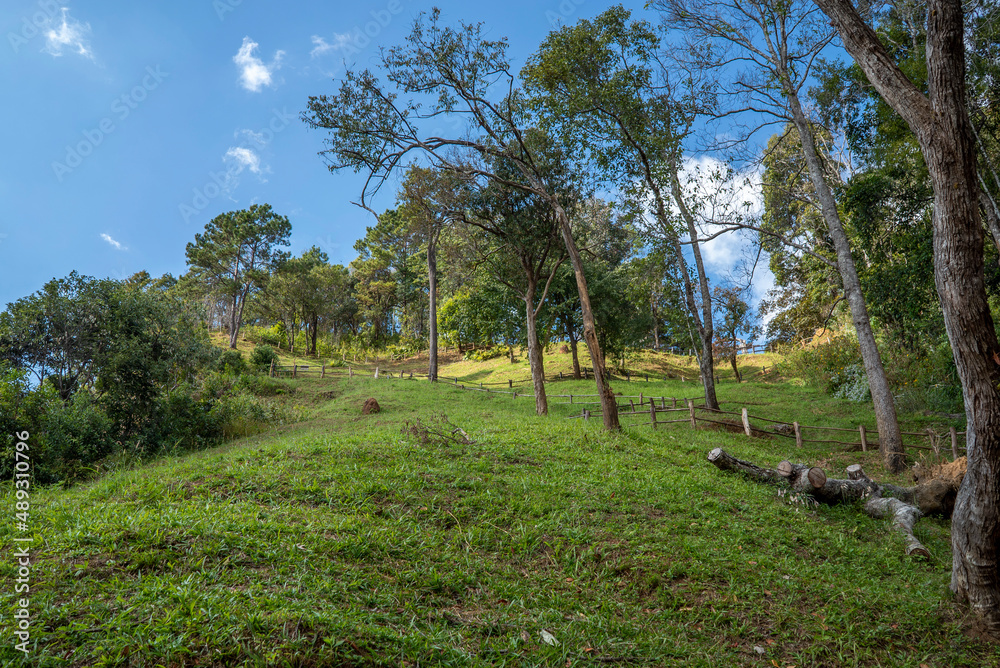 grass field with trees in the forest taken from an ant perspective