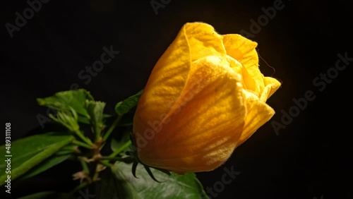 Yellow hibiscus rosa sinensis blossom opening in night time lapse photo
