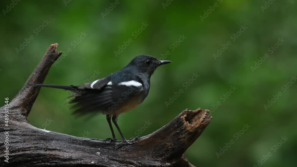 Seen on a log shaking its feathers while facing to the right after bathing, Oriental Magpie-robin Copsychus saularis Thailand. Seen on a log shaking its feathers while facing to the right after bathing, Oriental Magpie-robin Copsychus saularis Thailand.
