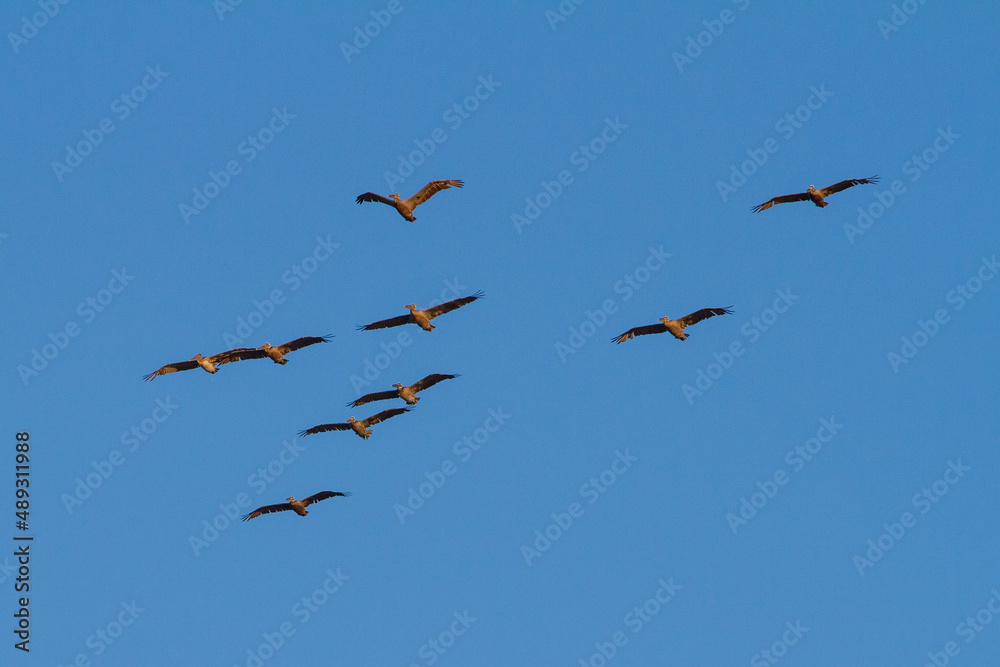 Scatter formation of Pelicans