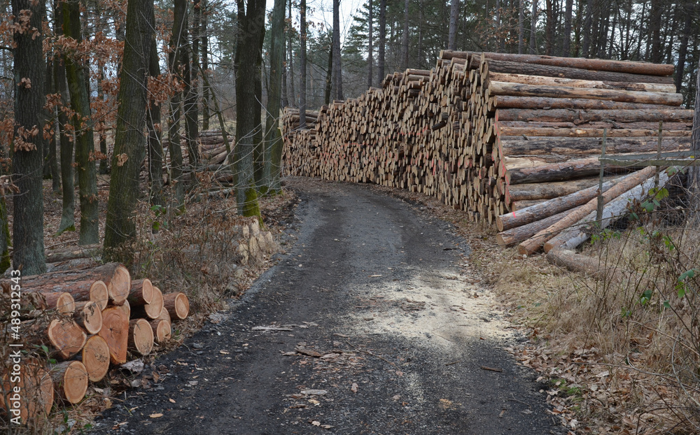 huge pile of logs from forests in the highlands of the Czech land attacked by bark beetle calamity which has no comparison