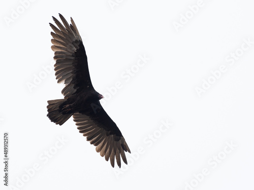 Large Black turkey vulture soring in white background