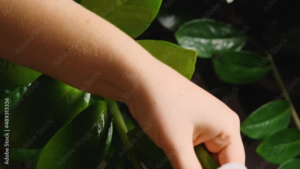 A woman's hands dusting off the lush green leaves of Zamioculcas. Close-up. Taking care of houseplants A woman's hands dusting off the lush green leaves of Zamioculcas. Close-up. Taking care of houseplants