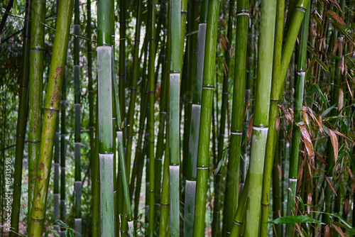 Fototapeta Naklejka Na Ścianę i Meble -  Green bamboo leaves after rain. Tropical leaves background. Green Plant Texture
