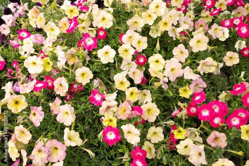 Beautiful bush flowers petunias of different colors, floral background