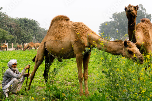 herder grazing his camels © Akhil