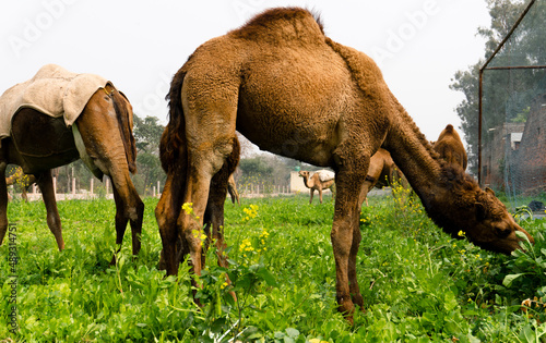 camels walking and eating in field