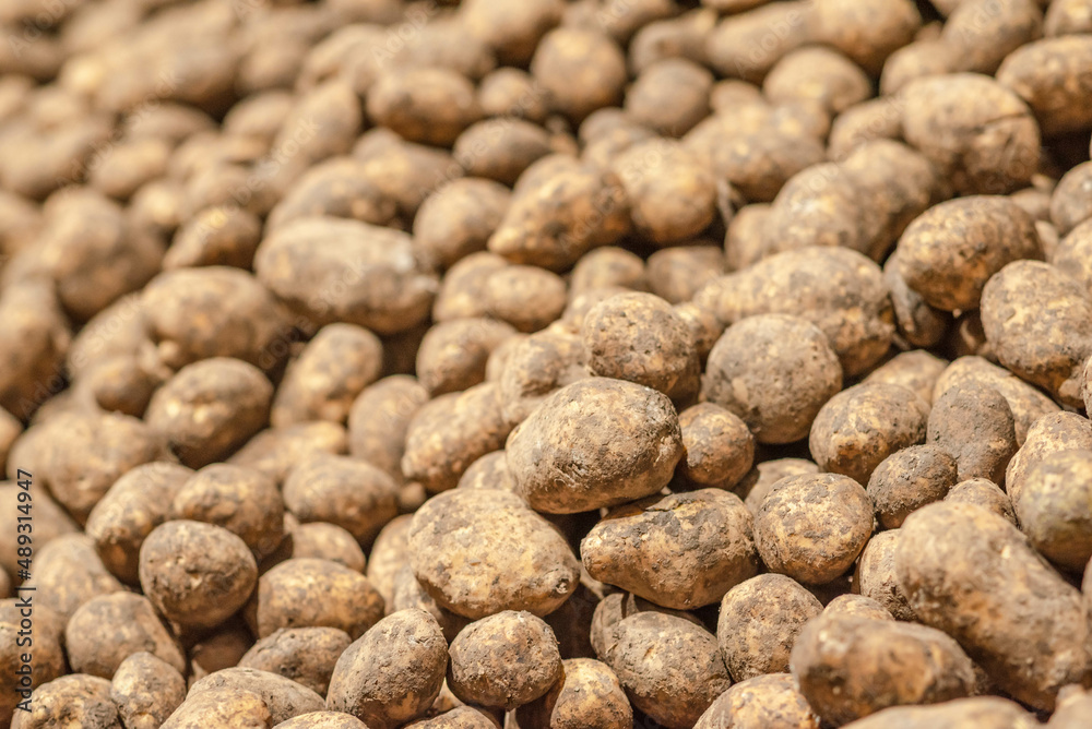 potatoes in storage medium size potatoes in storage medium size