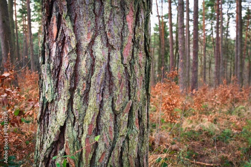 Fototapeta Naklejka Na Ścianę i Meble -  Drzewa w lesie w słoneczny dzień o poranku i wschodzi słońca