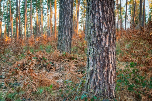 Fototapeta Naklejka Na Ścianę i Meble -  Drzewa w lesie w słoneczny dzień o poranku i wschodzi słońca