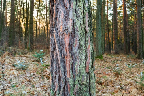 Fototapeta Naklejka Na Ścianę i Meble -  Drzewa w lesie w słoneczny dzień o poranku i wschodzi słońca