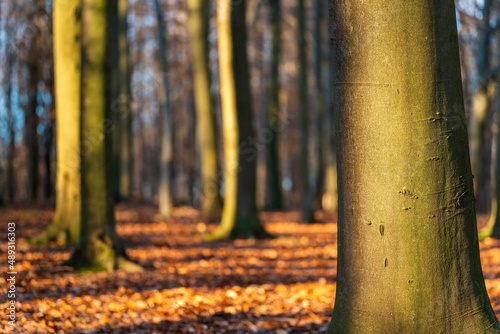 Fototapeta Naklejka Na Ścianę i Meble -  Drzewa w lesie w słoneczny dzień o poranku i wschodzi słońca
