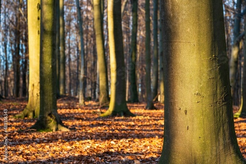 Drzewa w lesie w słoneczny dzień o poranku i wschodzi słońca photo