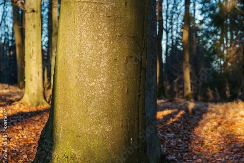 Fototapeta Naklejka Na Ścianę i Meble -  Drzewa w lesie w słoneczny dzień o poranku i wschodzi słońca