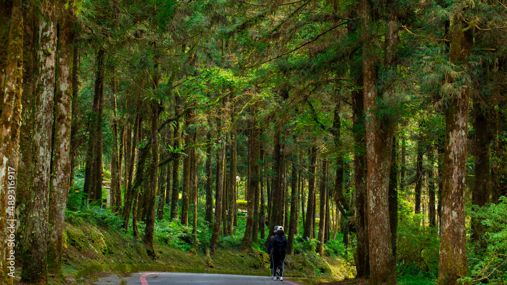 Taiwan, Yilan County, forests, mountain lakes, bright ponds, verdant green, woods, green moss Taiwan, Yilan County, forests, mountain lakes, bright ponds, verdant green, woods, green moss