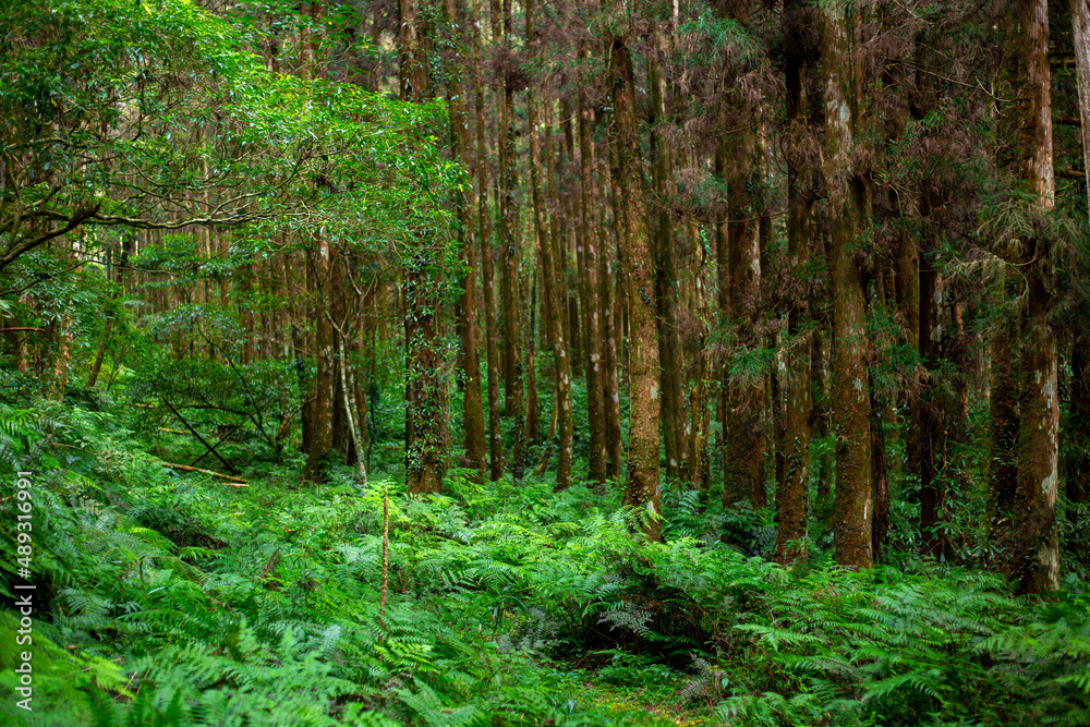Fototapeta premium Taiwan, Yilan County, forests, mountain lakes, bright ponds, verdant green, woods, green moss