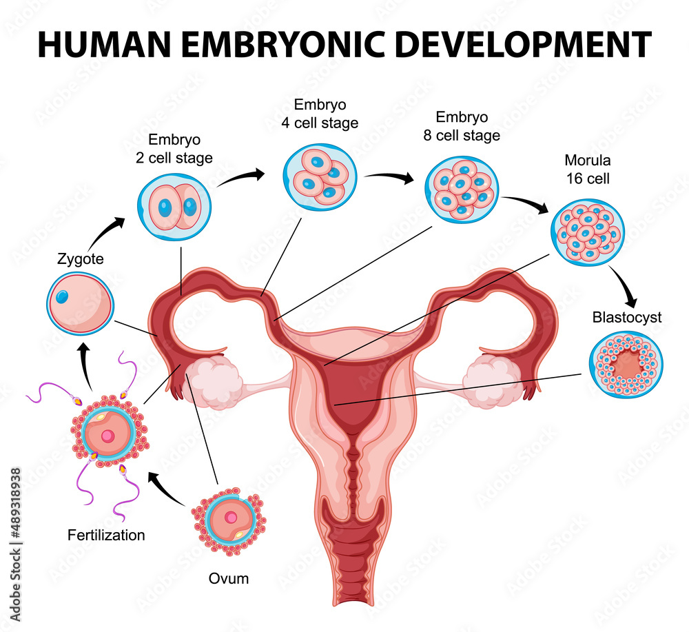 Foto Human embryonic development in human infographic