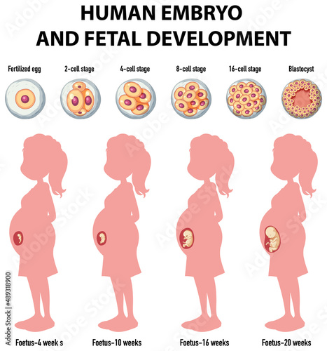Human embryonic development in human infographic