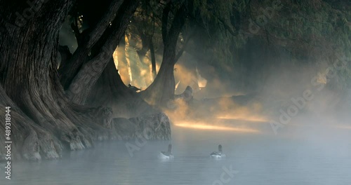 A closer view of some ducks swimming in front of impressive golden sunbeams that sneak through the trees of a lake.
Patos nadando en el lago de Camécuaro frente a unos impresionantes rayos de sol. photo