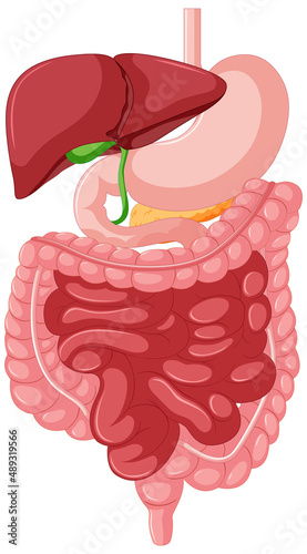 Gastrointestinal tract anatomy for education
