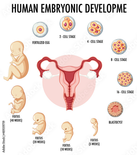 Human embryonic development in human infographic