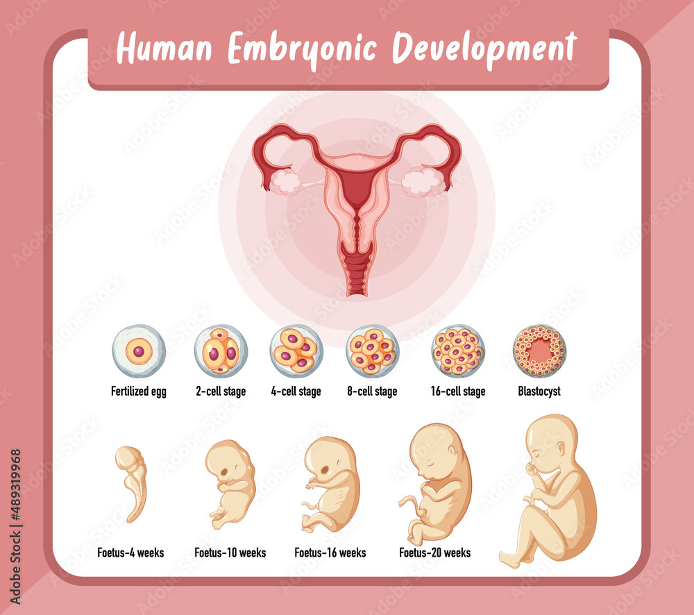 Obraz premium Human embryonic development in human infographic