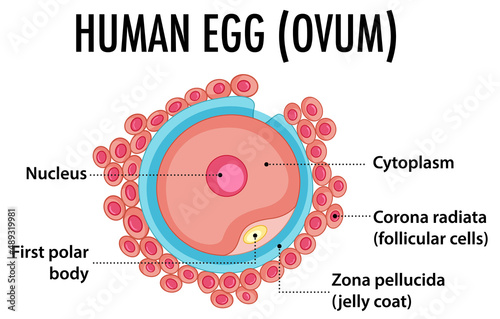 Structure of human egg (ovum)
