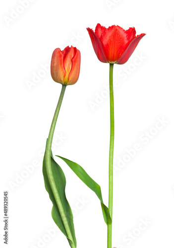 Beautiful red tulip flowers isolated on white background