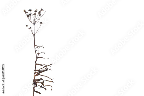 Dried wild flowers with windy leaves isolated on white background