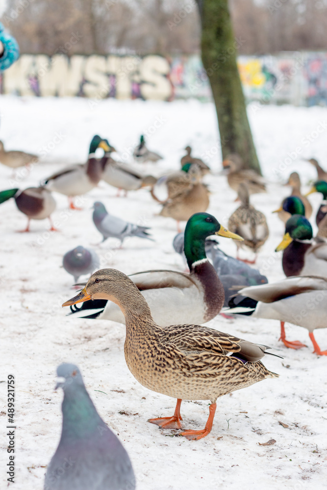 wild ducks on a frozen snow-covered lake. winter landscape wild ducks on a frozen snow-covered lake. winter landscape
