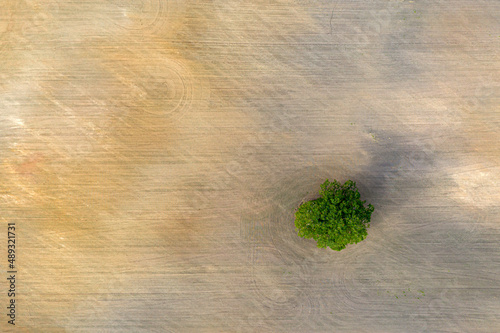 aerial view of single tree on agricultural field