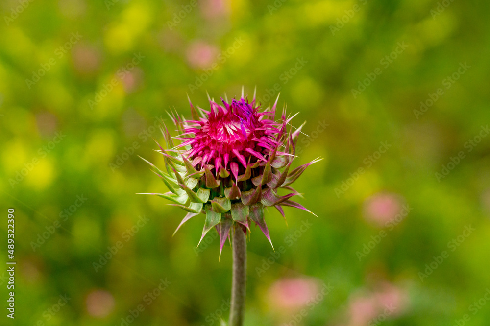 Steppe herbs of Khakassia: pink flower of thistle. Steppe herbs of Khakassia: pink flower of thistle.