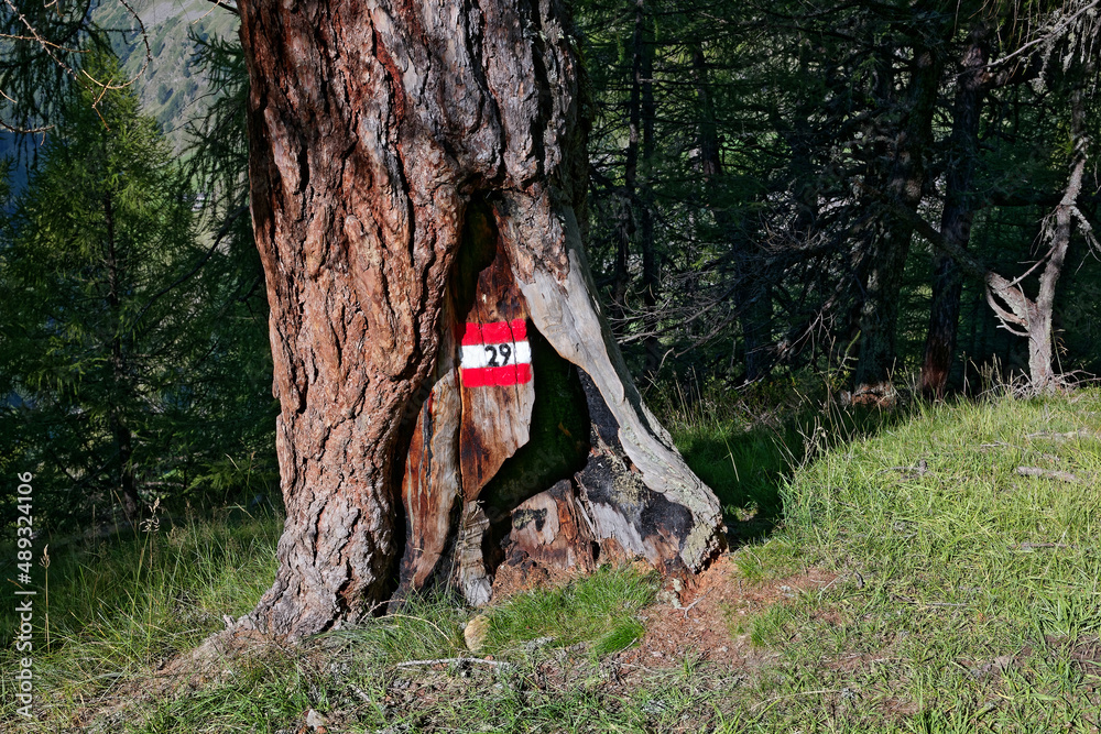 Wegmarkierung an einem Baumstamm für einen Wanderweg in den Alpen, Europa Wegmarkierung an einem Baumstamm für einen Wanderweg in den Alpen, Europa