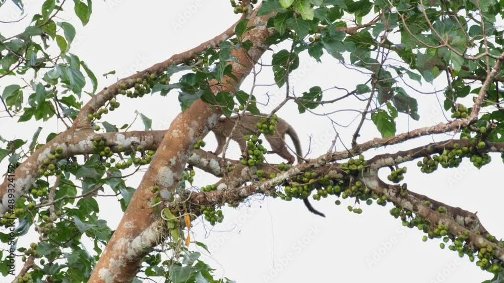Moving towards the left on a branch filled with fruits while also eating, Small-toothed Palm Civet Arctogalidia trivirgata, Khao Yai National Park, Thailand. Moving towards the left on a branch filled with fruits while also eating, Small-toothed Palm Civet Arctogalidia trivirgata, Khao Yai National Park, Thailand.