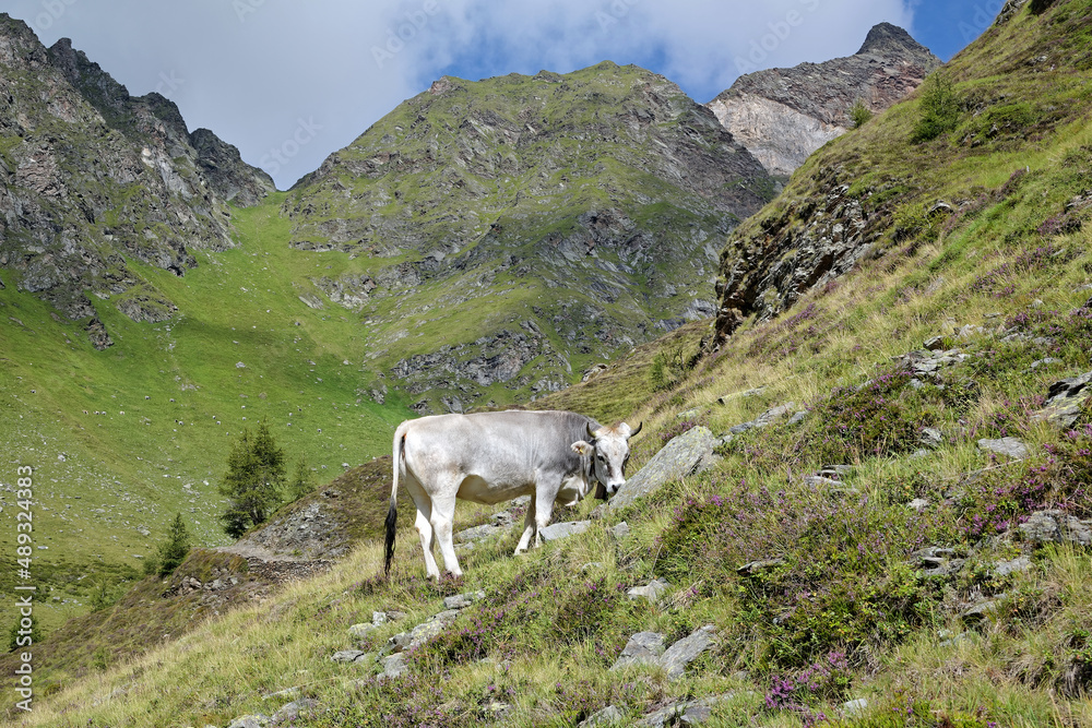 Obraz premium Grasende Kuh auf einer steilen Bergwiese vor den Gipfeln über dem Passeier Tal, Südtirol, Alpen, Italien, Europa