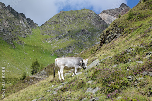 Grasende Kuh auf einer steilen Bergwiese vor den Gipfeln über dem Passeier Tal, Südtirol, Alpen, Italien, Europa